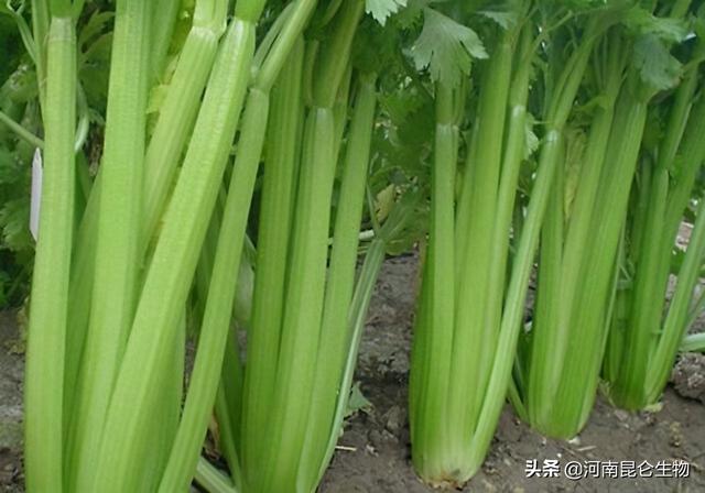 芹菜上什么肥料产量高？芹菜用什么叶面肥好？芹菜施什么肥料好？