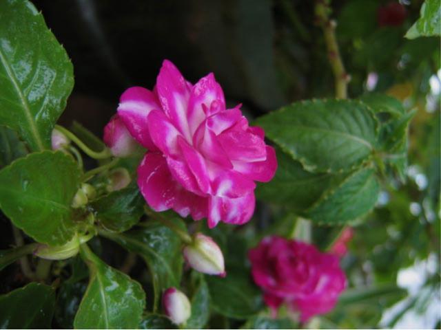 非洲凤仙花 非洲凤仙花（非洲凤仙花花期） 生活