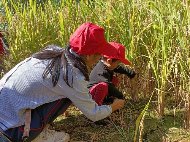 幼儿园的割水稻能手