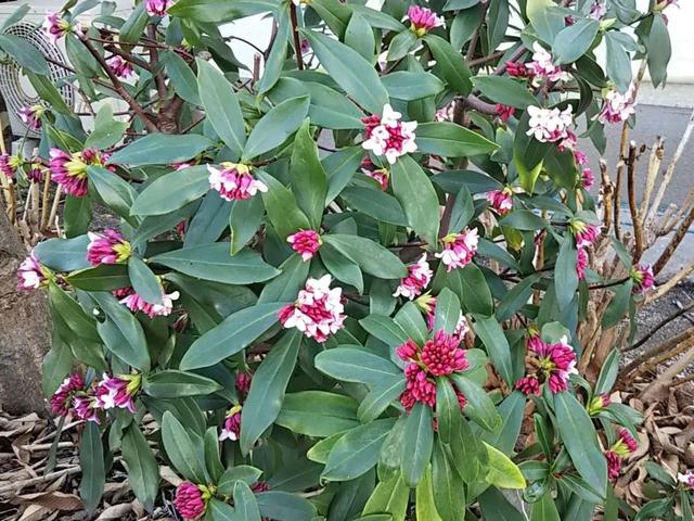 瑞香花 瑞香花（瑞香花精灵王山梦怎么画） 生活