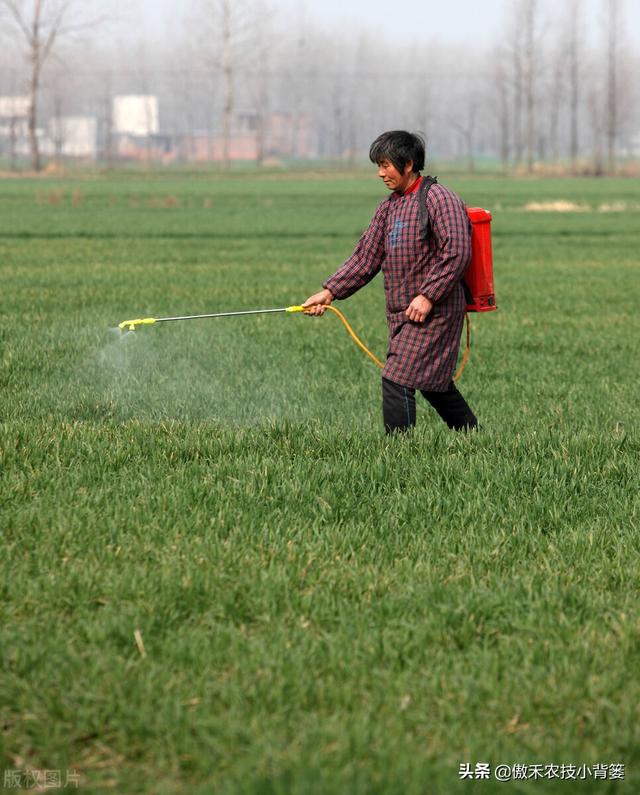 小麦春季要重防纹枯病、赤霉病、白粉病和锈病，打药配方请收好11