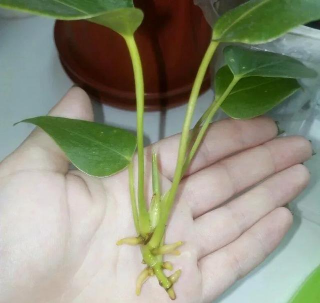红掌的养护方法