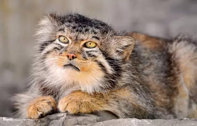 帕拉斯猫有多凶狠(帕拉斯猫有多凶狠)