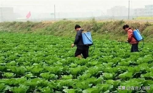 铲除虱、蓟、蚜，虫害高峰期也不怕的“万能”杀虫剂8