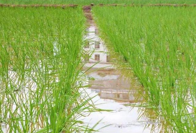 种植水稻，合理晒田很重要，农民朋友要掌握好最佳“火候”2