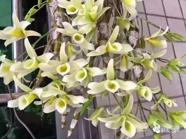 石斛种类 石斛种类（石斛种类有哪些） 生活