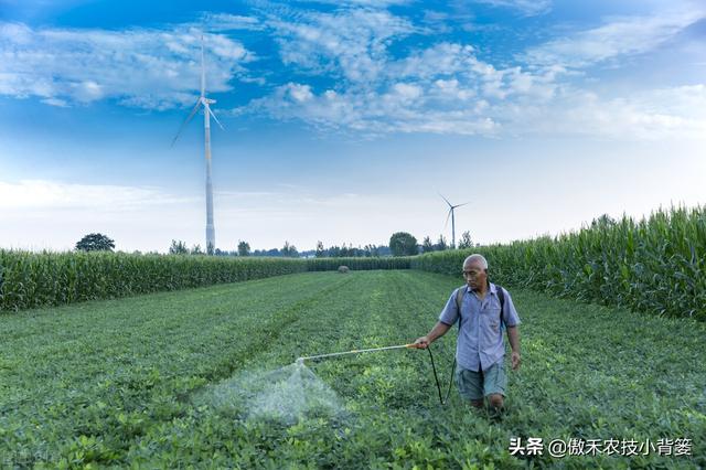 夏花生进入旺盛生长期，如何打药控旺最合理？一篇文章给你说明白8