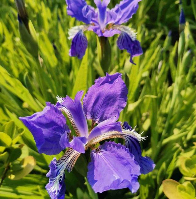 花卉名称
