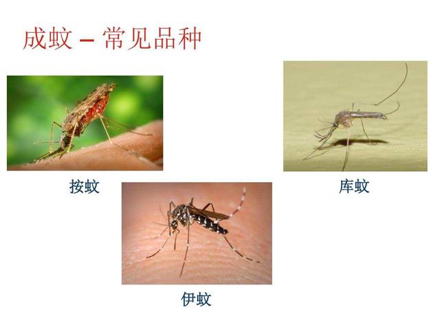 蚊子王国在新疆 一巴掌下去能拍死数十只 这是种什么体验 全网搜