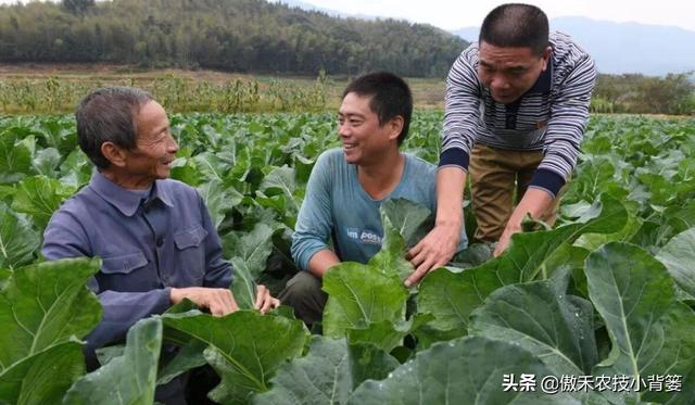 作物旺长后打药控旺时，控旺药物能和叶面肥一起混配使用吗？10