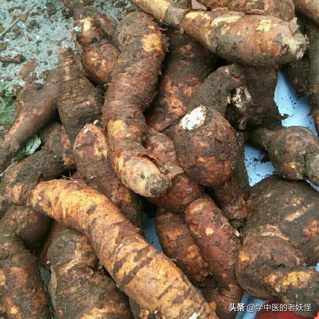 每天学习一味中药——隔山消