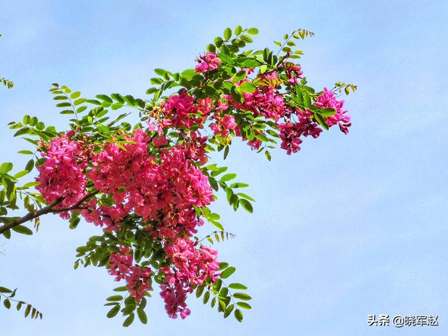 红花槐 红花槐（红花槐树图片） 生活