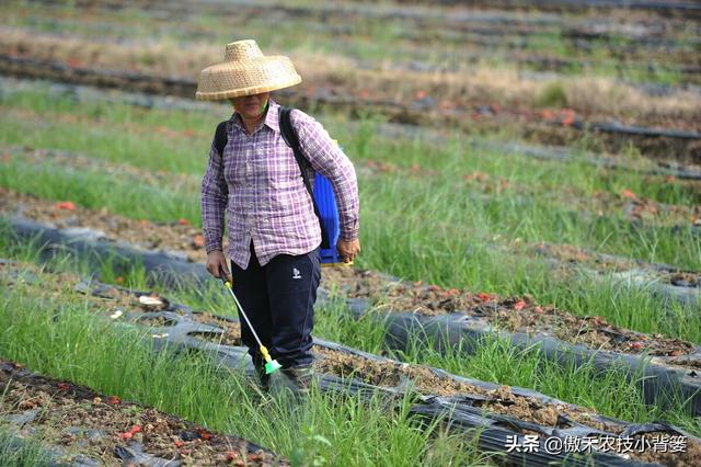 打除草剂后田间杂草杀不死、作物出现药害？这样打药除草效果最好3