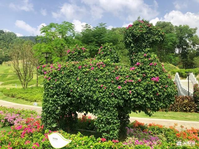 深圳市市花