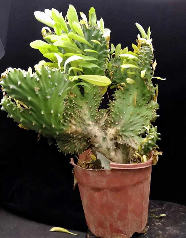 玉麒麟(玉麒麟花的风水作用) | 伯乐创业网