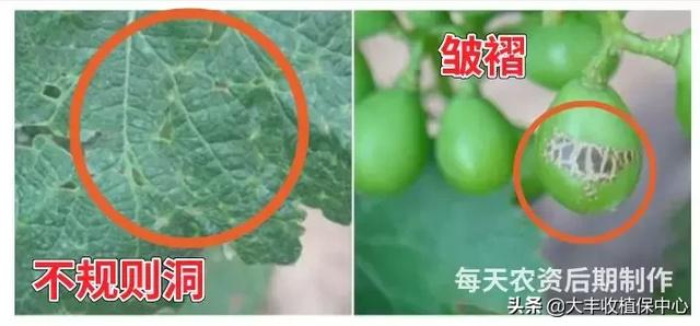 红蜘蛛、蚜虫、蓟马等虫害爆发期，最佳用药方案看这里！「收藏」6