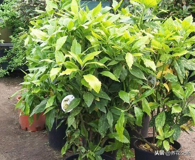 洒金珊瑚 洒金珊瑚（洒金珊瑚是乔木还是灌木） 生活