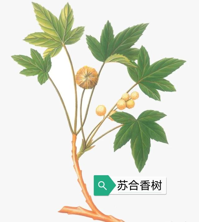 中藥古今研究：蘇合香