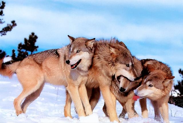 俄羅斯灰狼泛濫成災 當地爆發人狼大戰 那狼群會入侵我國嗎 Kks資訊網