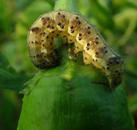苏云金杆菌——号称BT的蔬菜常用杀虫剂，特效防治鳞翅目害虫幼虫3