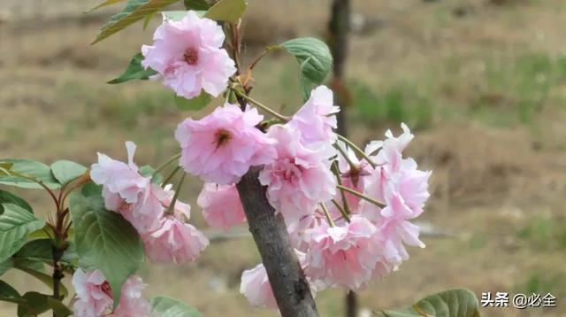 北方宿根花卉