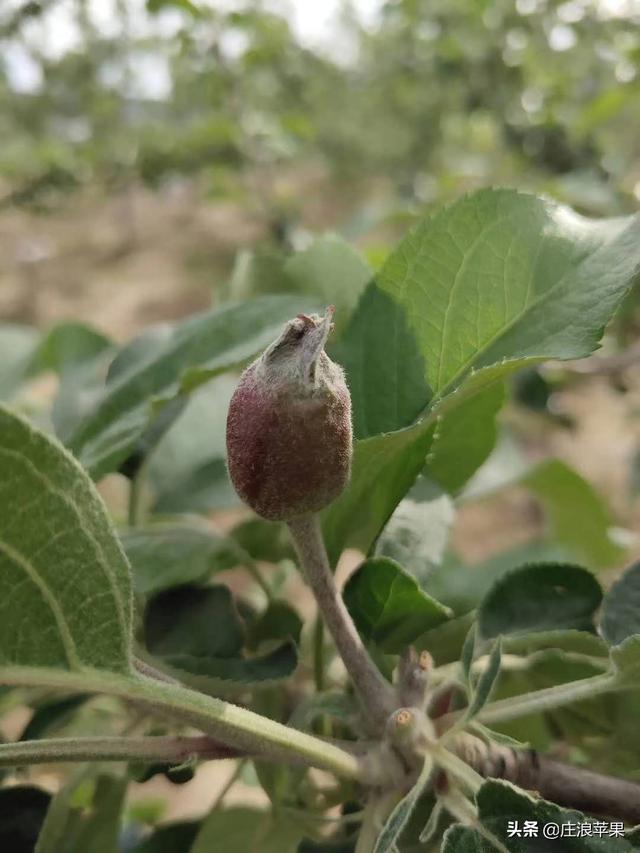 花牛苹果卖出高价钱不用愁，关键技术是正确应用了果型剂6