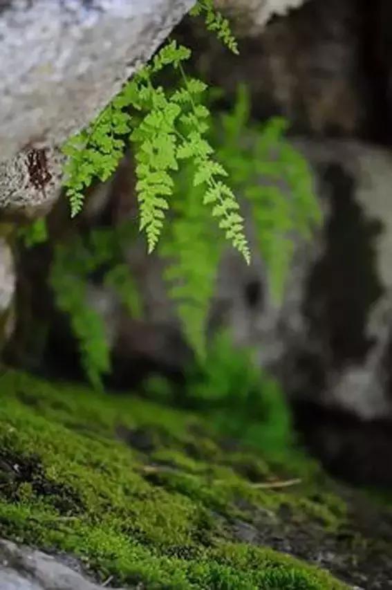 苔藓植物