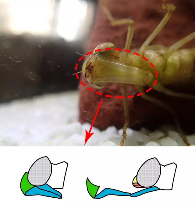 蚊子是益虫还是害虫