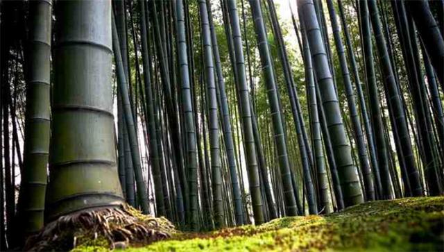 竹子的发芽过程「竹子的生长过程叫什么」