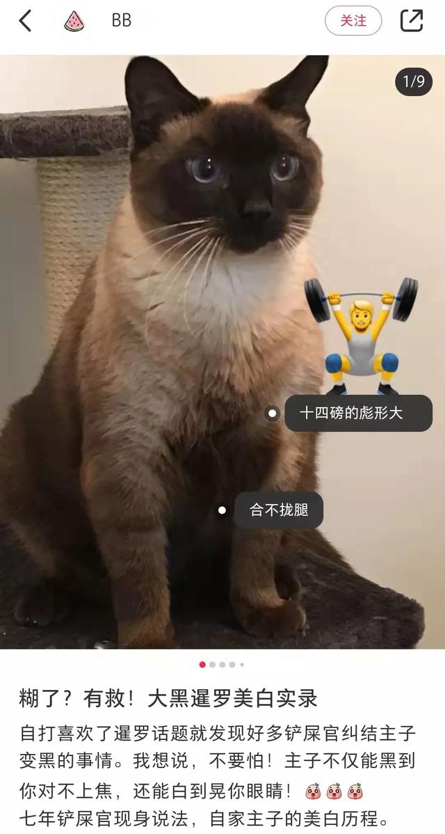 暹罗猫吧