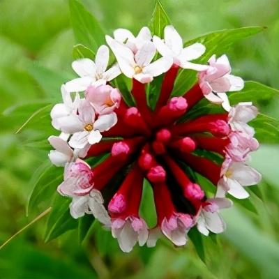 狼毒花狼毒花图片