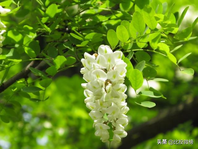 槐花香满园全文(槐花香满园完整视频)