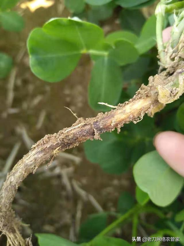 花生根腐病危害大，做好预防工作是关键1