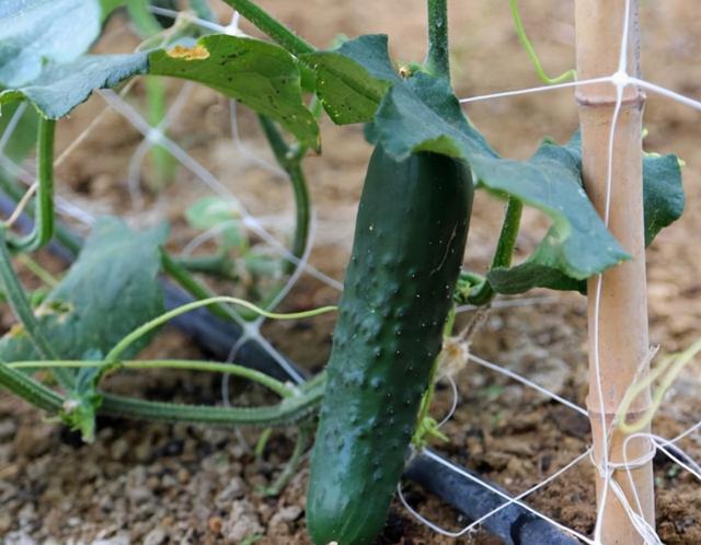 免疫力低的人，秋季尽量少吃这5种蔬菜