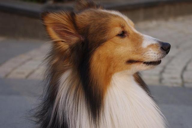 喜乐蒂牧羊犬价格 喜乐蒂牧羊犬价格（喜乐蒂牧羊犬多少钱） 动物