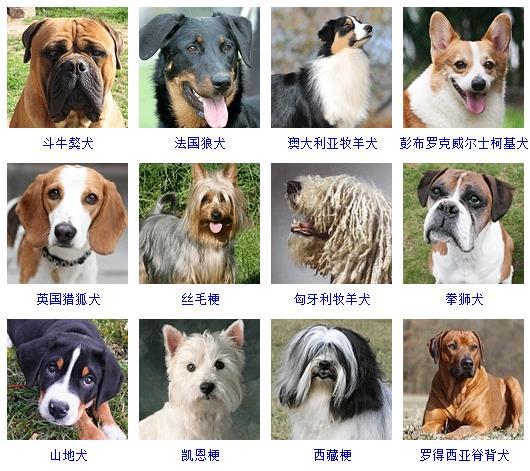 狗的品种大全