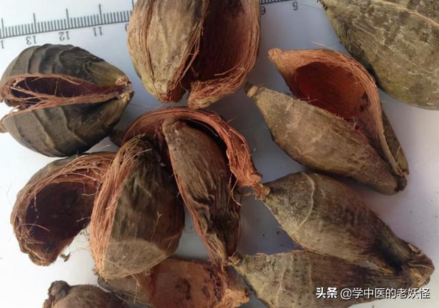 每日学习一味中药——大腹皮