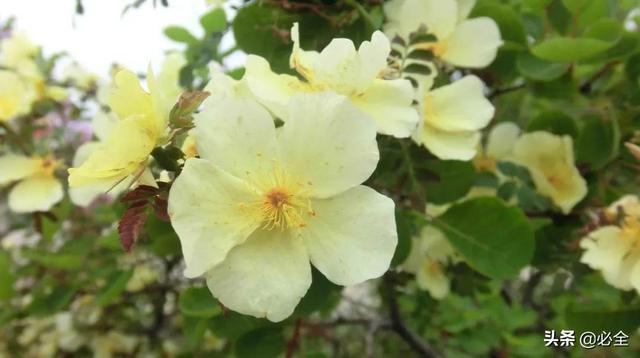 北方宿根花卉 北方宿根花卉（北方宿根花卉有哪些种类） 生活