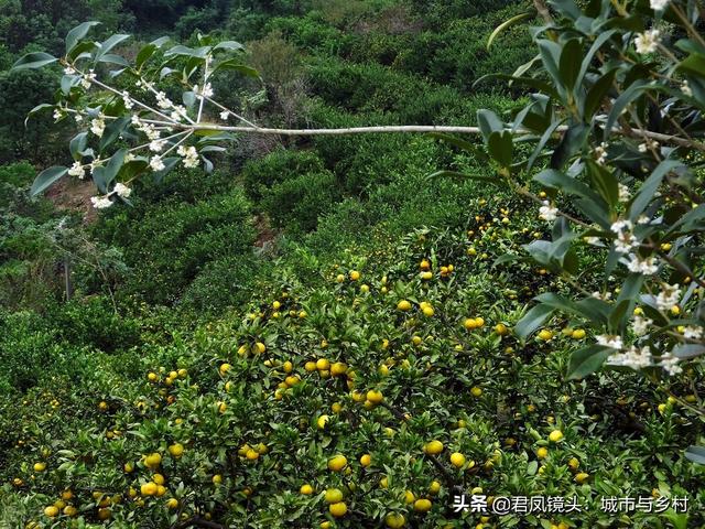 湖北宜昌：夷陵城郊乡村柑橘美景3