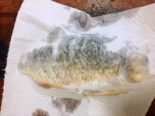 破碎机打鱼汤怎么做