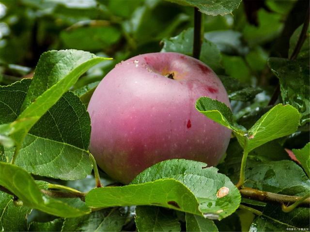 冬天水果煮着吃更健康？提醒：这3种水果煮着吃，营养也许会翻倍