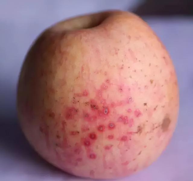 岛本酵素农业技术之苹果黑红点病的识别及防治1
