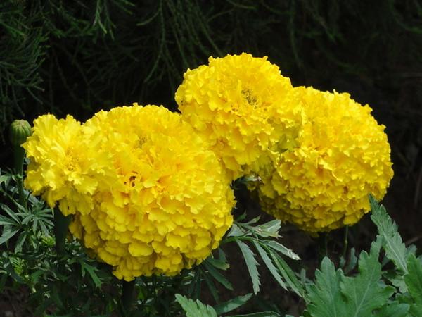 探病送什么花