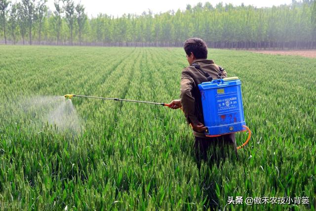 小麦春季要重防纹枯病、赤霉病、白粉病和锈病，打药配方请收好12