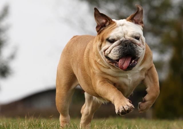 英国斗牛犬身上怎么那么臭（英国斗牛犬除臭方法）