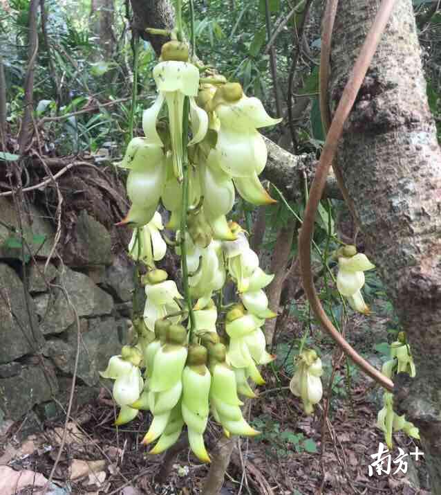 深圳梅林水库绿道封闭整治，再不去你就可能错过这条最美绿道线