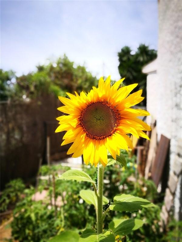 落花飞满天歌词是什么意思