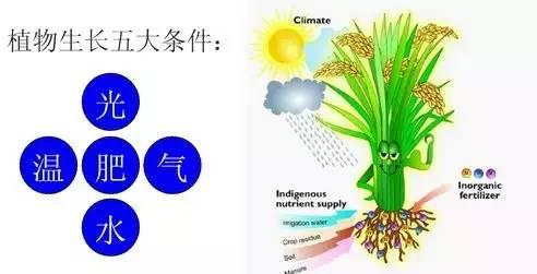 最全最基本的肥料知识（精编版）1