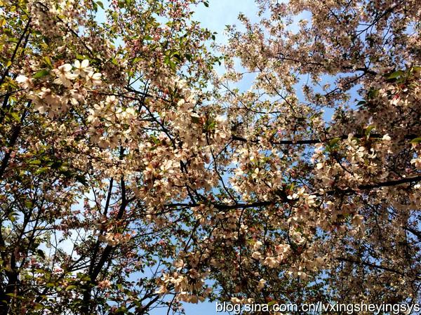 玉渊潭樱花节 玉渊潭樱花节（玉渊潭樱花节公园年票能用吗） 生活