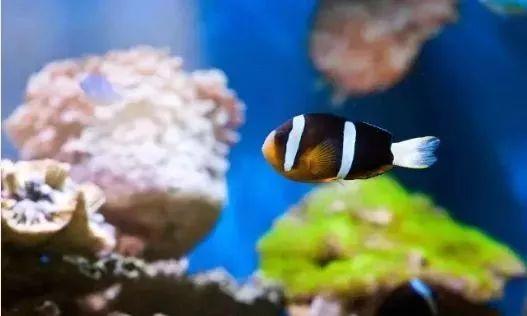 养海鱼过滤机